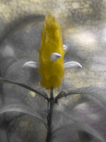 FLORAL Fine Art